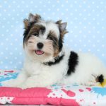 Toffy-male-Biewer-puppy-for-sale-4