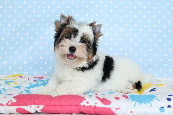 Toffy Biewer Yorkshire Terrier Toffy Biewer Yorkshire Terrier