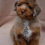 Lanvin-male-Aussiedoodle-puppy-for-sale-1