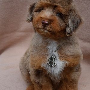 Lanvin Aussiedoodle Lanvin Aussiedoodle
