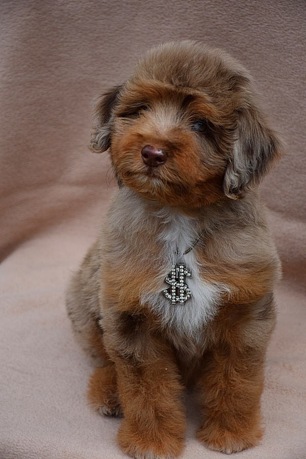 Lanvin Aussiedoodle Lanvin Aussiedoodle