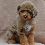 Lanvin-male-Aussiedoodle-puppy-for-sale-2