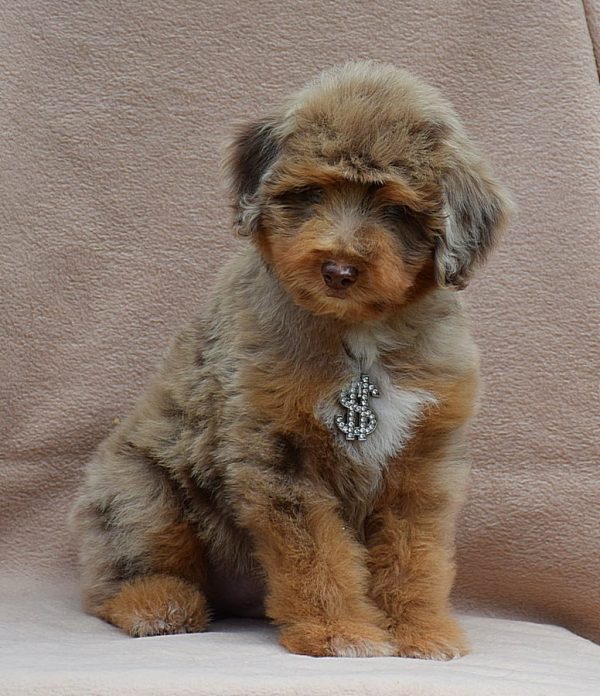 Lanvin Aussiedoodle Lanvin Aussiedoodle