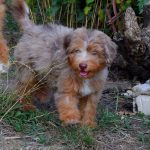 Lanvin-male-Aussiedoodle-puppy-for-sale-3