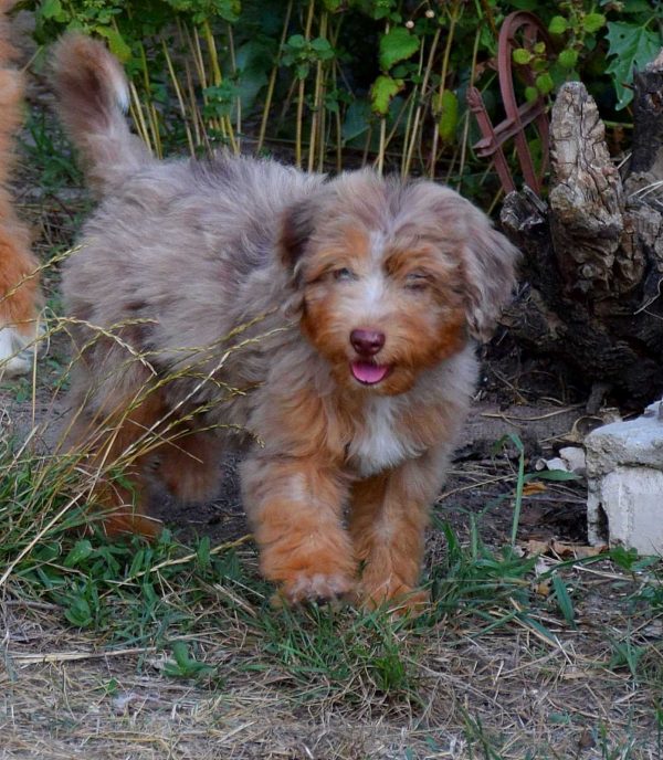 Lanvin Aussiedoodle Lanvin Aussiedoodle