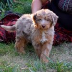 Lanvin-male-Aussiedoodle-puppy-for-sale-4