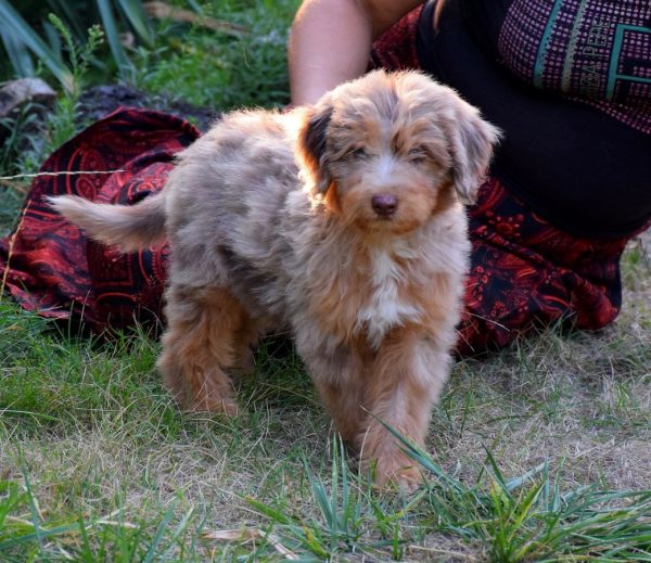 Lanvin Aussiedoodle Lanvin Aussiedoodle