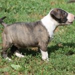 Norbert-male-miniature-bull-terrier-puppy-for-sale01