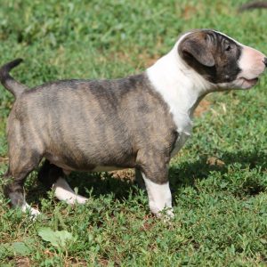 Norbert Miniature Bull Terrier