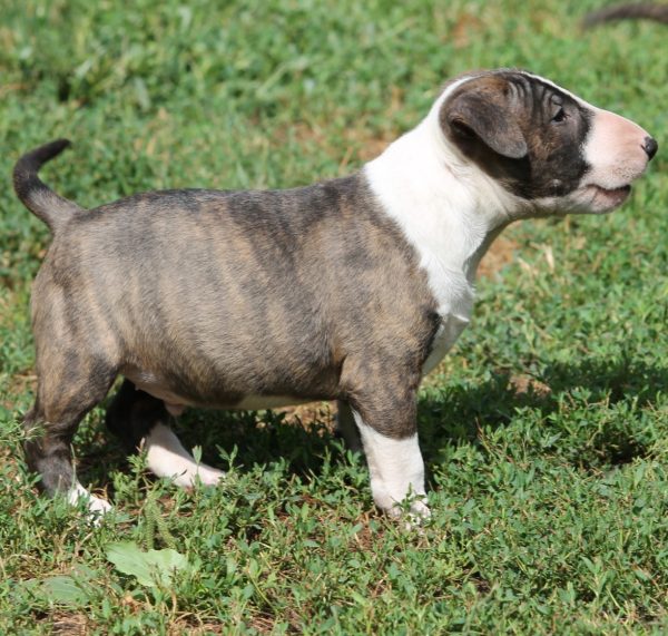 Norbert Miniature Bull Terrier Norbert Miniature Bull Terrier