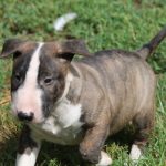 Norbert-male-miniature-bull-terrier-puppy-for-sale02