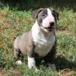 Norbert-male-miniature-bull-terrier-puppy-for-sale03