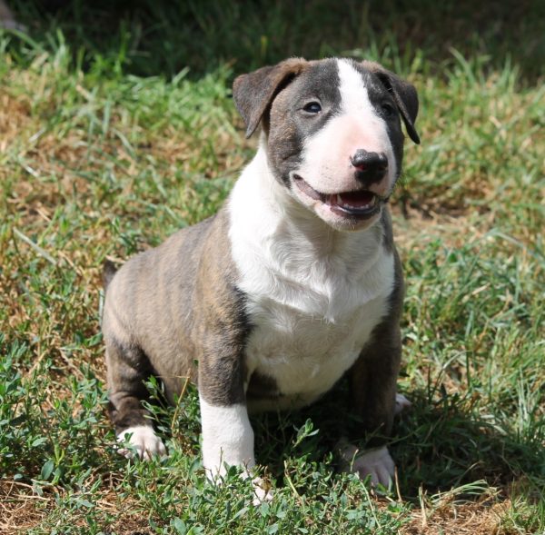 Norbert Miniature Bull Terrier Norbert Miniature Bull Terrier