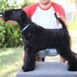 Preston-male-kerry-blue-terrier-puppy-for-sale01