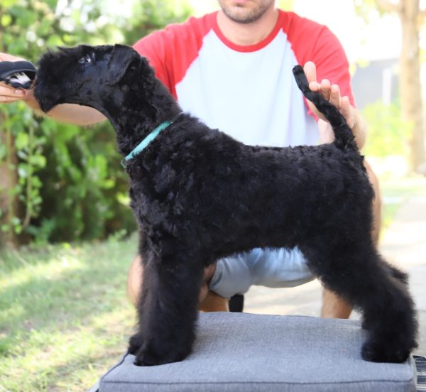Preston Kerry Blue Terrier