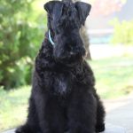 Preston-male-kerry-blue-terrier-puppy-for-sale02