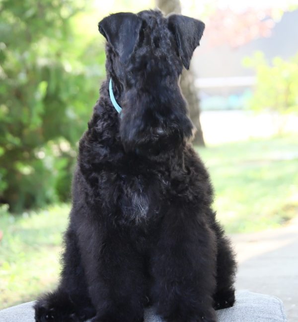 Preston Kerry Blue Terrier