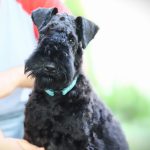 Preston-male-kerry-blue-terrier-puppy-for-sale03