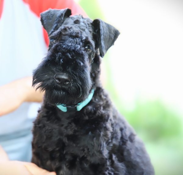 Preston Kerry Blue Terrier