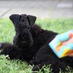 Preston-male-kerry-blue-terrier-puppy-for-sale04
