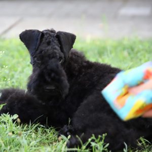 Preston Kerry Blue Terrier