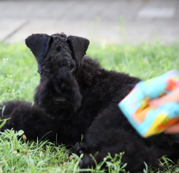Preston Kerry Blue Terrier