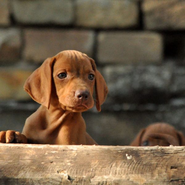 Flora Hungarian Vizsla Flora Hungarian Vizsla