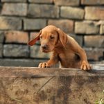 Flora-female-hungarian-vizsla-for sale.
