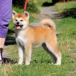 Hakka-female-Akita-puppy-for-sale- (1)