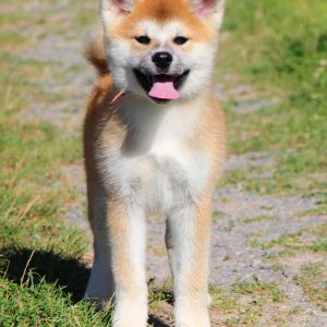 Hakka Akita