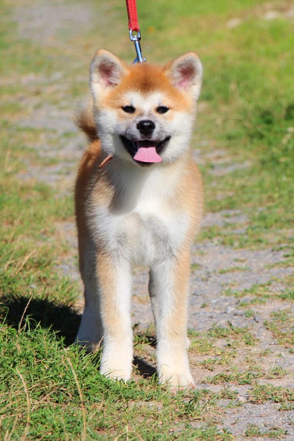 Hakka Akita