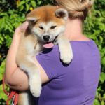 Hakka-female-Akita-puppy-for-sale- (3)