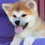 Hakka-female-Akita-puppy-for-sale- (4)