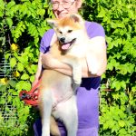Hakka-female-Akita-puppy-for-sale- (5)