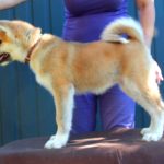 Hakka-female-Akita-puppy-for-sale- (6)
