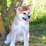 Hakka-female-Akita-puppy-for-sale- (7)