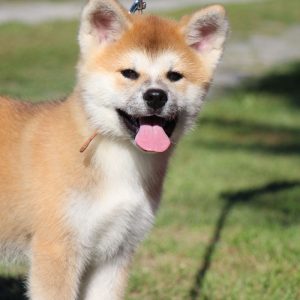 Hakka Akita