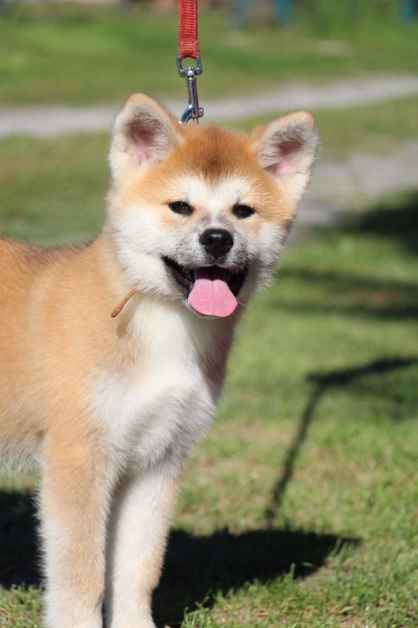 Hakka Akita