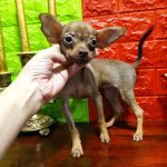 Iris-female-Russian-Toy-puppy-for-sale-1