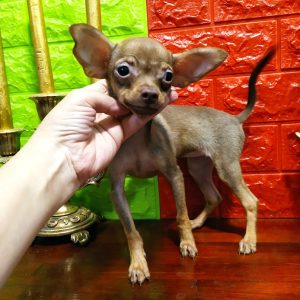 Iris Russian Toy Terrier Iris Russian Toy Terrier