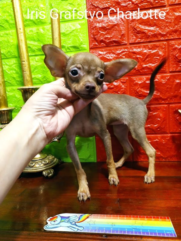 Iris Russian Toy Terrier Iris Russian Toy Terrier