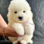 Maverik-male-Samoyed-puppy-for-sale-1