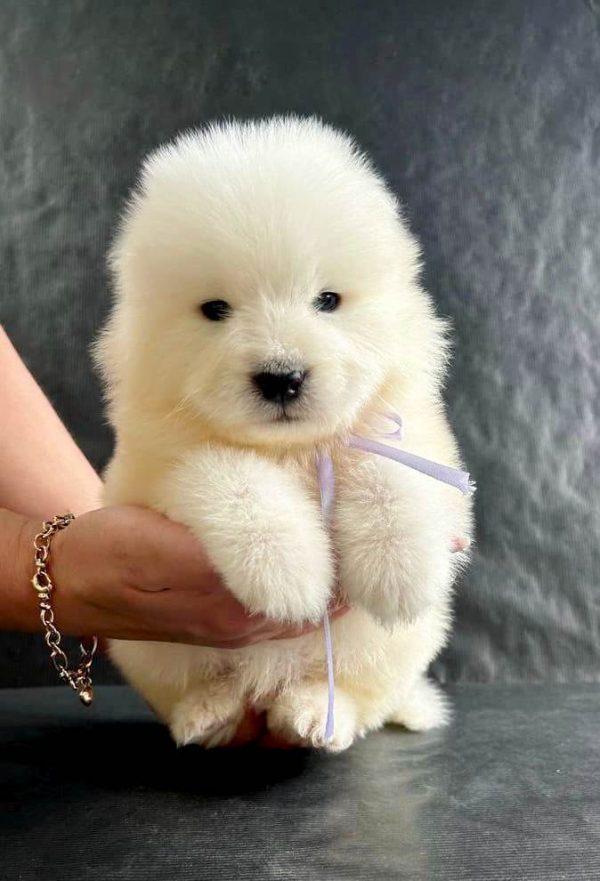 Maverik Samoyed Maverik Samoyed