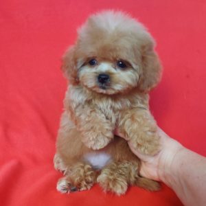 Jeanette Maltipoo