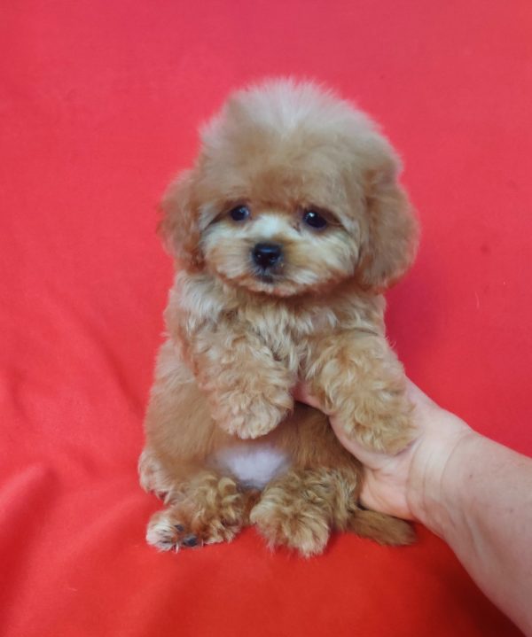 Jeanette Maltipoo Jeanette Maltipoo