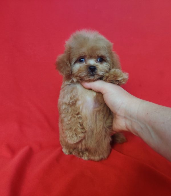 Jeanette Maltipoo Jeanette Maltipoo