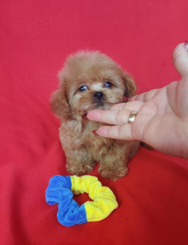 Jeanette Maltipoo Jeanette Maltipoo
