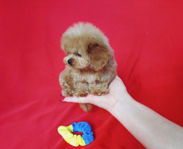 Jeanette Maltipoo Jeanette Maltipoo