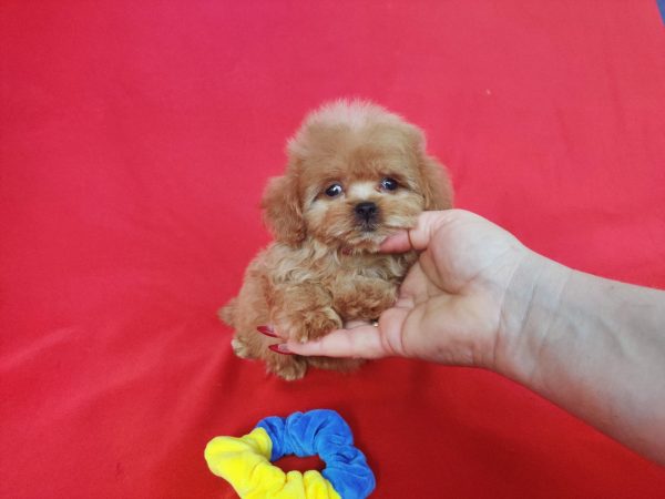 Jeanette Maltipoo Jeanette Maltipoo