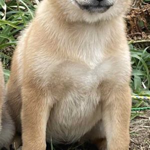 Trixie Shiba Inu Trixie Shiba Inu